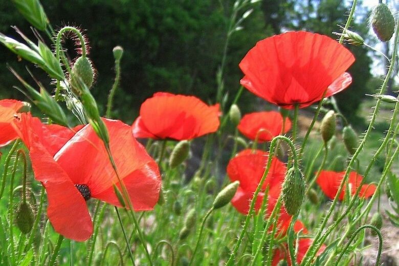 Bed & Breakfast Moulin Du Treuil - Chambres D'hotes