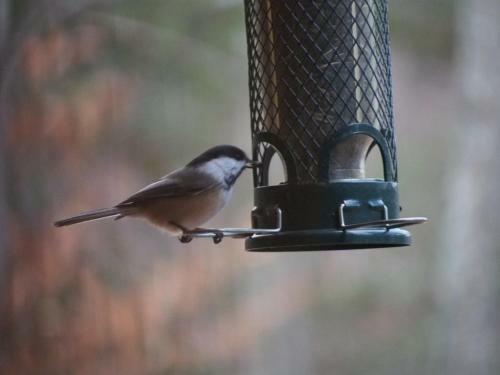Bed & Breakfast Plumes Et Glisse