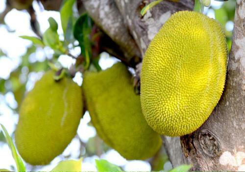 Orchard Wellness Safari Suites