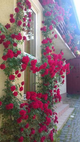 Hostal Pensiunea R?zvan