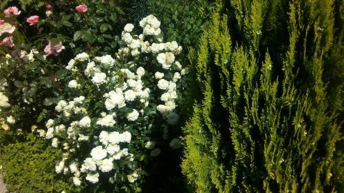 Hostal Albena Guest Rooms