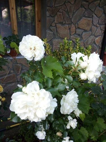 Hostal Albena Guest Rooms