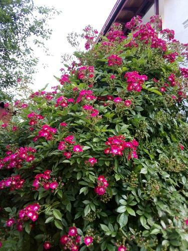 Hostal Albena Guest Rooms