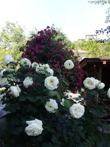 Hostal Albena Guest Rooms
