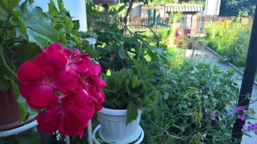 Hostal Guest House Minkovi