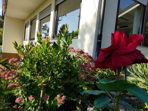 Hostal Hotel Rosenbach