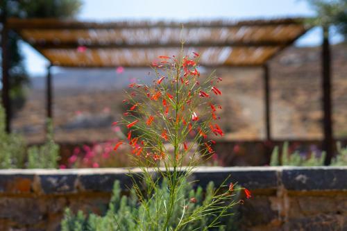 Hostal Yiannis Retreat
