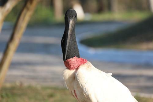 Pantanal Park Hotel