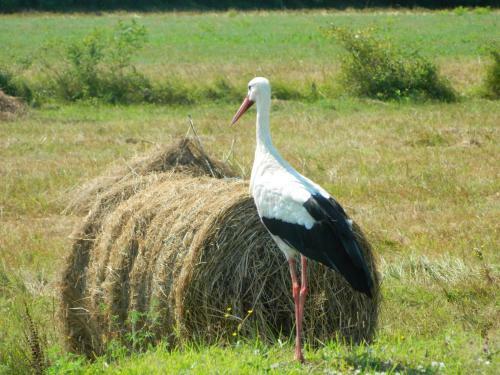 Agroturismo Ekoetno Selo Strug