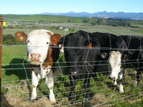 Bed & Breakfast Omaka Heights Countrystay