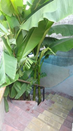 Hotel Orchidea Guest House