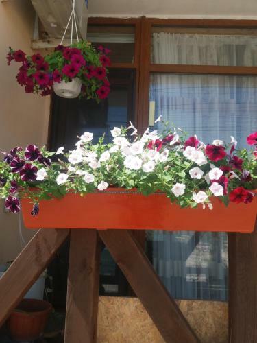 Hostal Mechta Iuzhanka