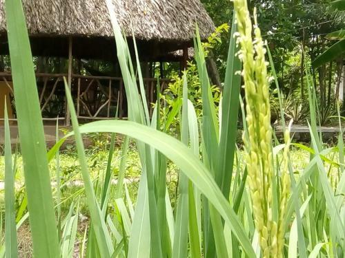Giao Diem Homestay