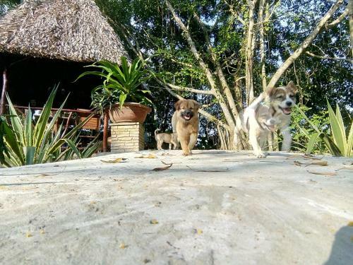 Giao Diem Homestay