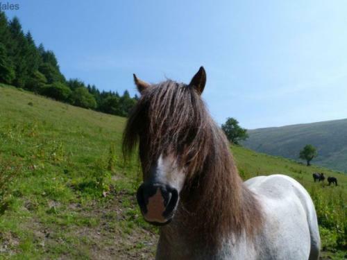 Holiday Home Ty Llan