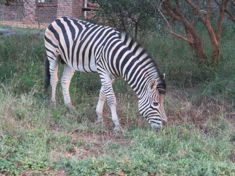 Posada Kruger Maroela Lodge