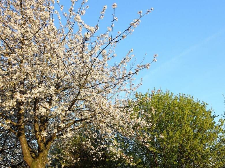 Well-kept Bungalow With Microwave, 4 Km. From Valkenburg