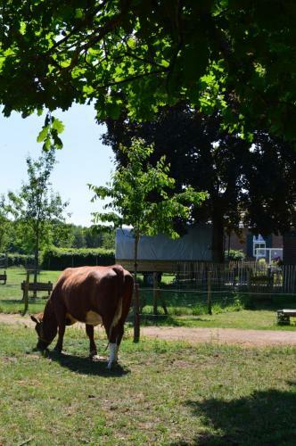 Bed & Breakfast Trekkershut Overnachting Hoeve Carpe Diem