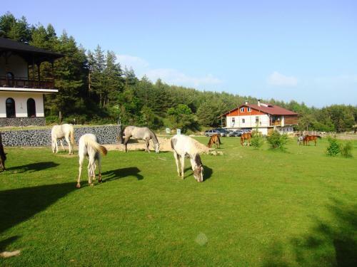 Hotel Rusaliite Adventure House