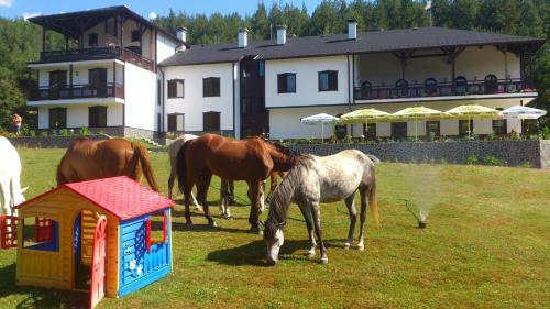 Hotel Rusaliite Adventure House