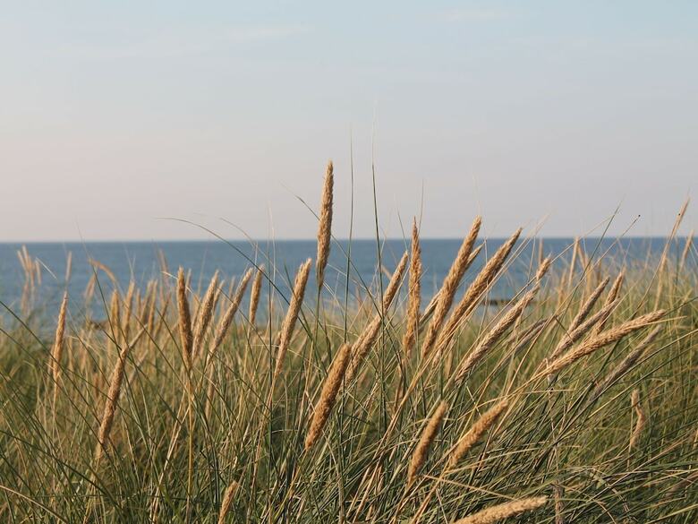 Spacious Apartment In Zingst Germany With Garden