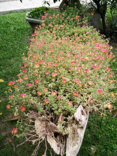 Hotel Lilawalai Resort