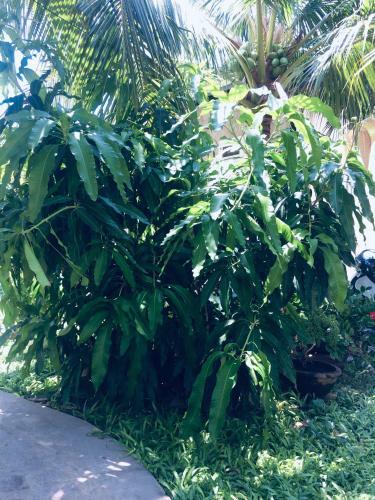 Bed & Breakfast Lam Long Luan Homestay