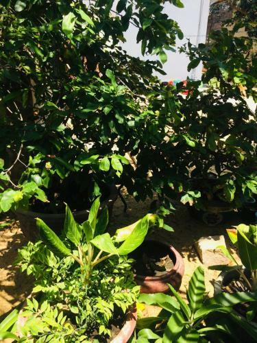 Bed & Breakfast Lam Long Luan Homestay