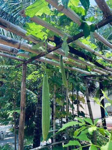 Bed & Breakfast Lam Long Luan Homestay