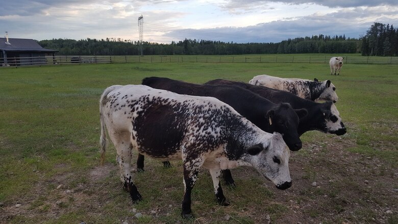 Woodhouse Cottages And Ranch