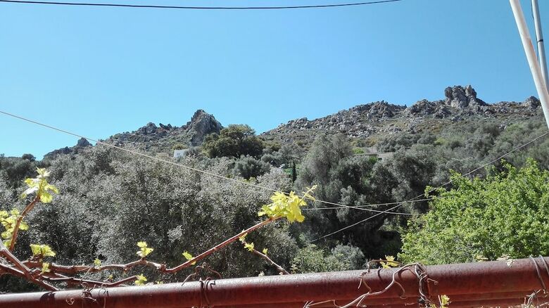 Garden Of Olive Trees