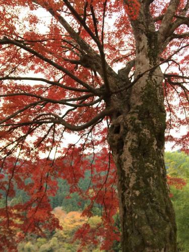 Hostal Otsu Nature Garden