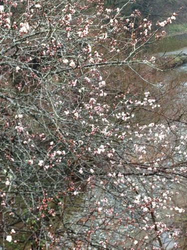 Hostal Otsu Nature Garden