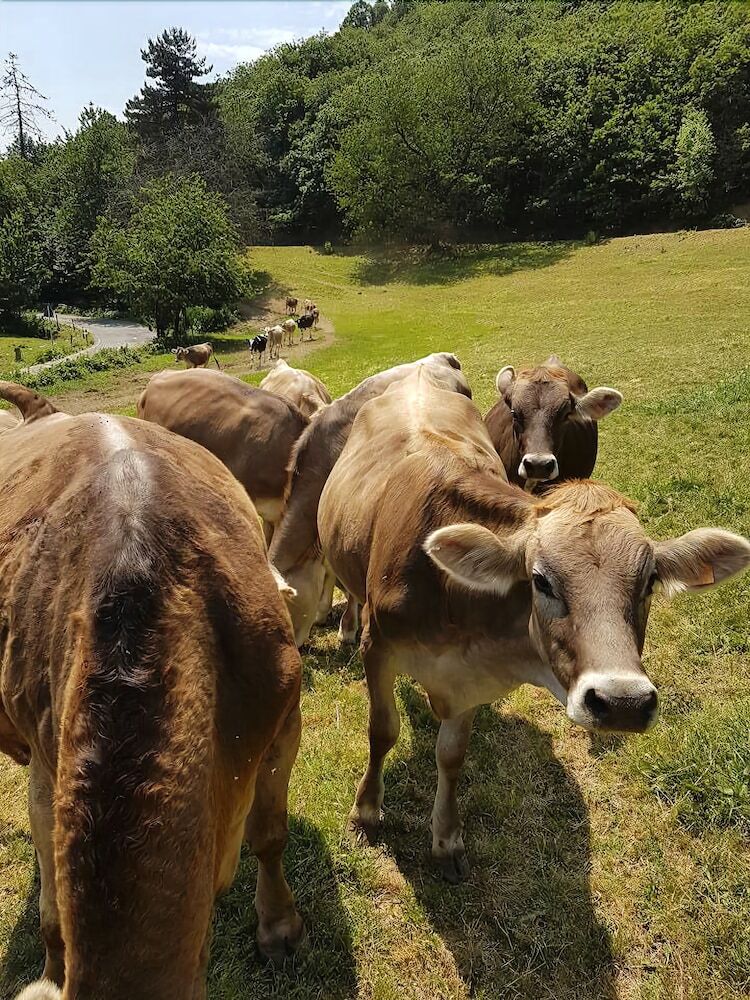 Agroturismo Azienda Agrituristica Lavag�