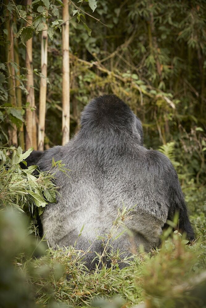 Hotel One&only Gorilla's Nest
