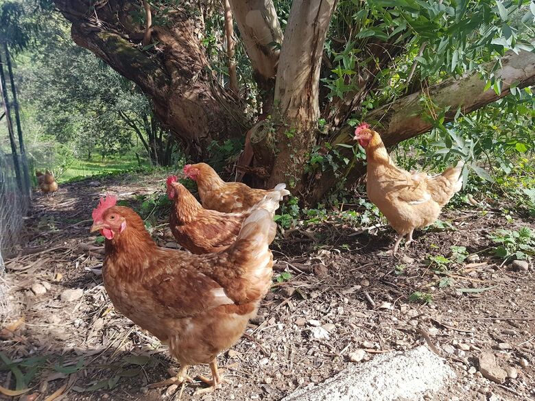 Bed & Breakfast Mas Des Ballats