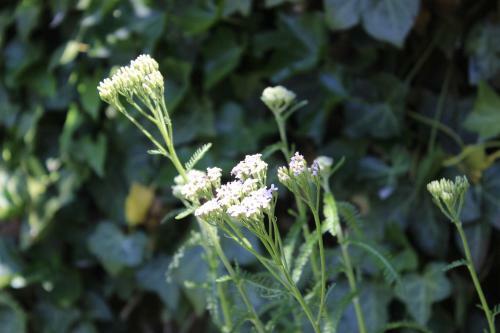 Den Bongaerd B&B And Wellness