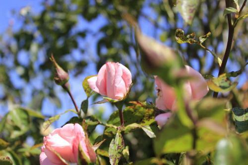 Den Bongaerd B&B And Wellness