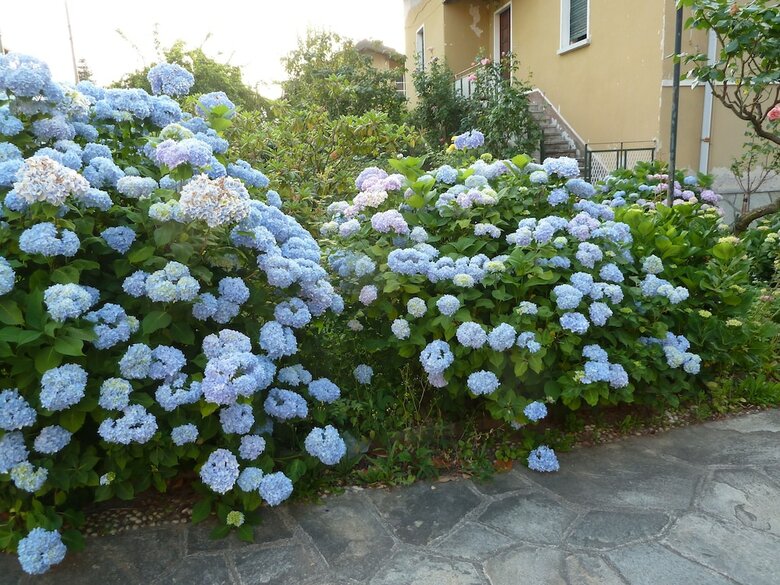 Bed & Breakfast La Casa Delle Ortensie