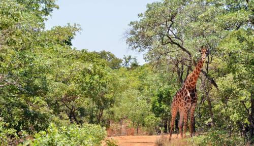 Lodge Qabe Private Safaris