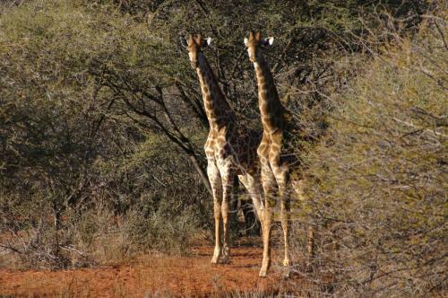 Chinaka Game Lodge