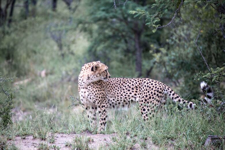 Mdluli Safari Lodge