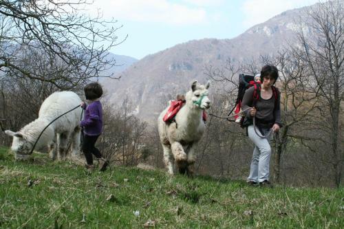 Bed & Breakfast Il Capriolo Felice - Agriturismo