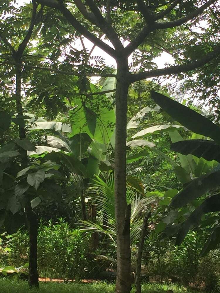 Amadi Villa