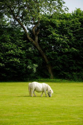 Le Penant