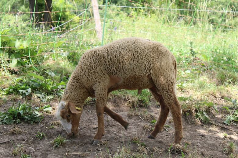 Les Gites De La Ferme