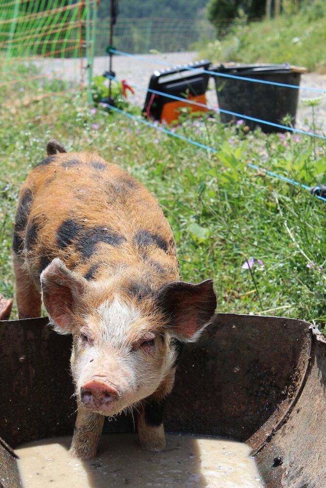 Les Gites De La Ferme
