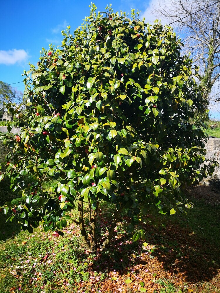Agroturismo Casa Nueva Salas