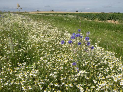Lodge Holiday Home Les Orchidees Winenne