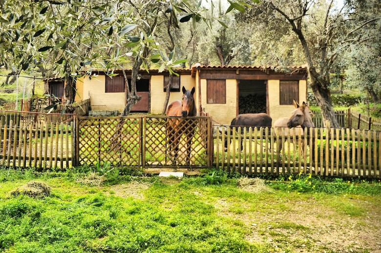Hotel Gera's Olive Grove